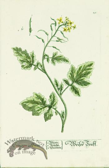 Blackwell German 103